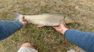 CRAZY CATFISH AND CARP FISHING ACTION- Spring Catfishing From The Bank