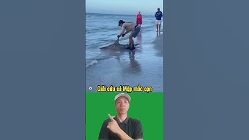Giải cứu cá Mập mắc cạn#thế giới động vật#shorts