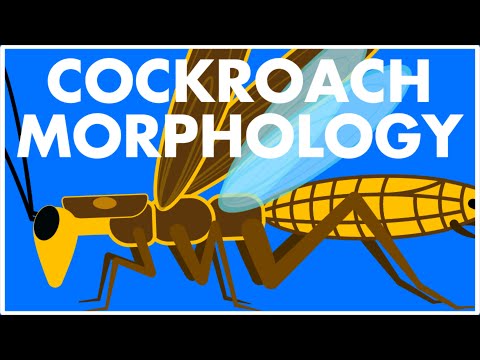 Morphology of Cockroach Class 11 | Cockroach Class 11 | Cockroach animation | NEET