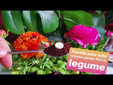 Video: Care sunt unele dintre plantele pe care le-am putea folosi pentru cultura de țesut?