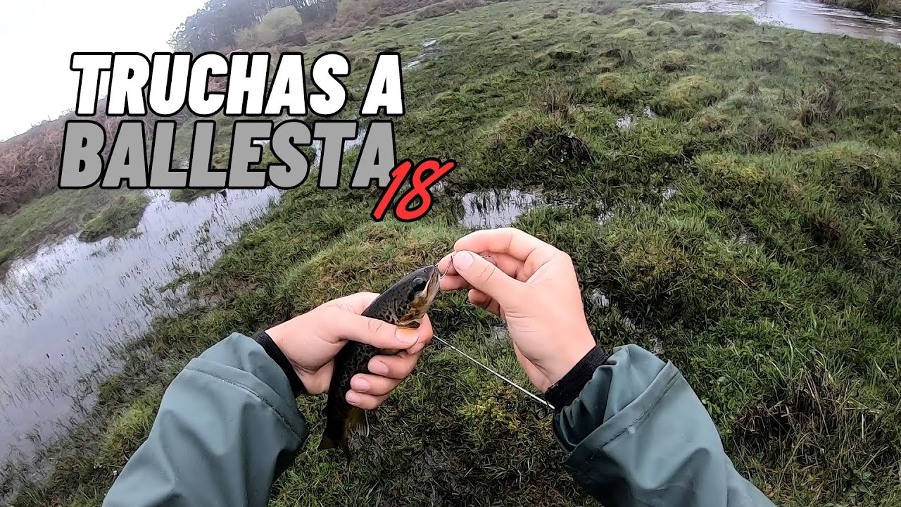 Pesca de truchas a ballesta, Galicia 2024