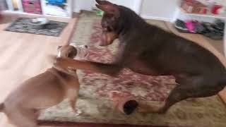 Akc Staffordshire Bull Terrier Puppy And Doberman Playing