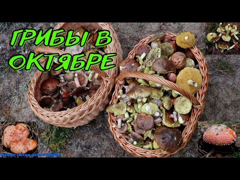 Зеленушка, ризопогон розоватый, бело-коричневая рядовка и всякое разное