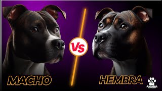 American Staffordshire Terrier Which To Choose, Male Or Female?