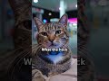 #fyp #cat #funny #viral #pets #kitten #cutecat #cute #funnycats #subscribe #gasstation #sound