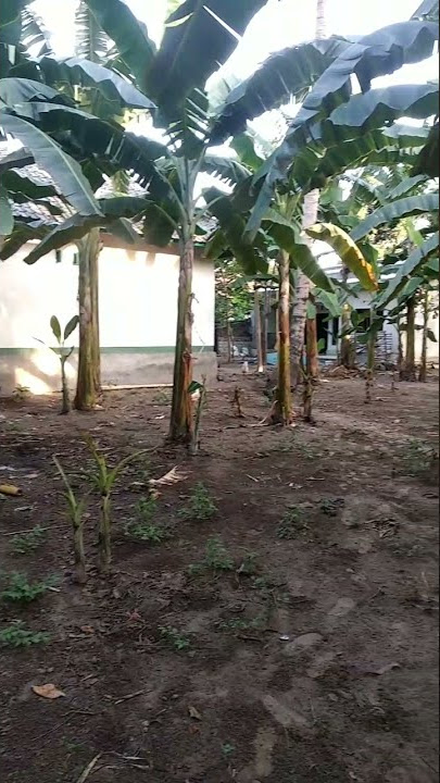 Shorts Video Suasana Pedesaan || Surau Terpencil di Desa ini. #shorts #suasanapedesaan #suasanadesa