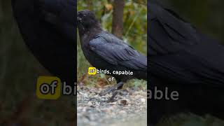 Learn more about Ravens #mimicry #confident #intelligent #