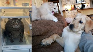 The end 😊😂 Funny Dogs & Cats Videos 🐶🐱 ep 94