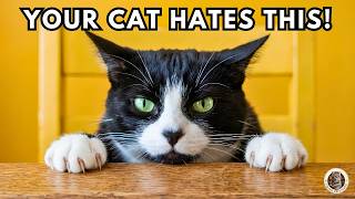 6 Things You Do Every Day That Your Cat Secretly Hates