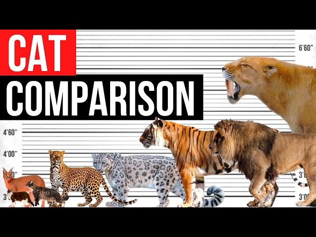 Biggest Cat | Size comparison class=