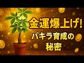 【金運爆上げ】パキラがみるみる大きく育つ！植え替えと育て方の秘密