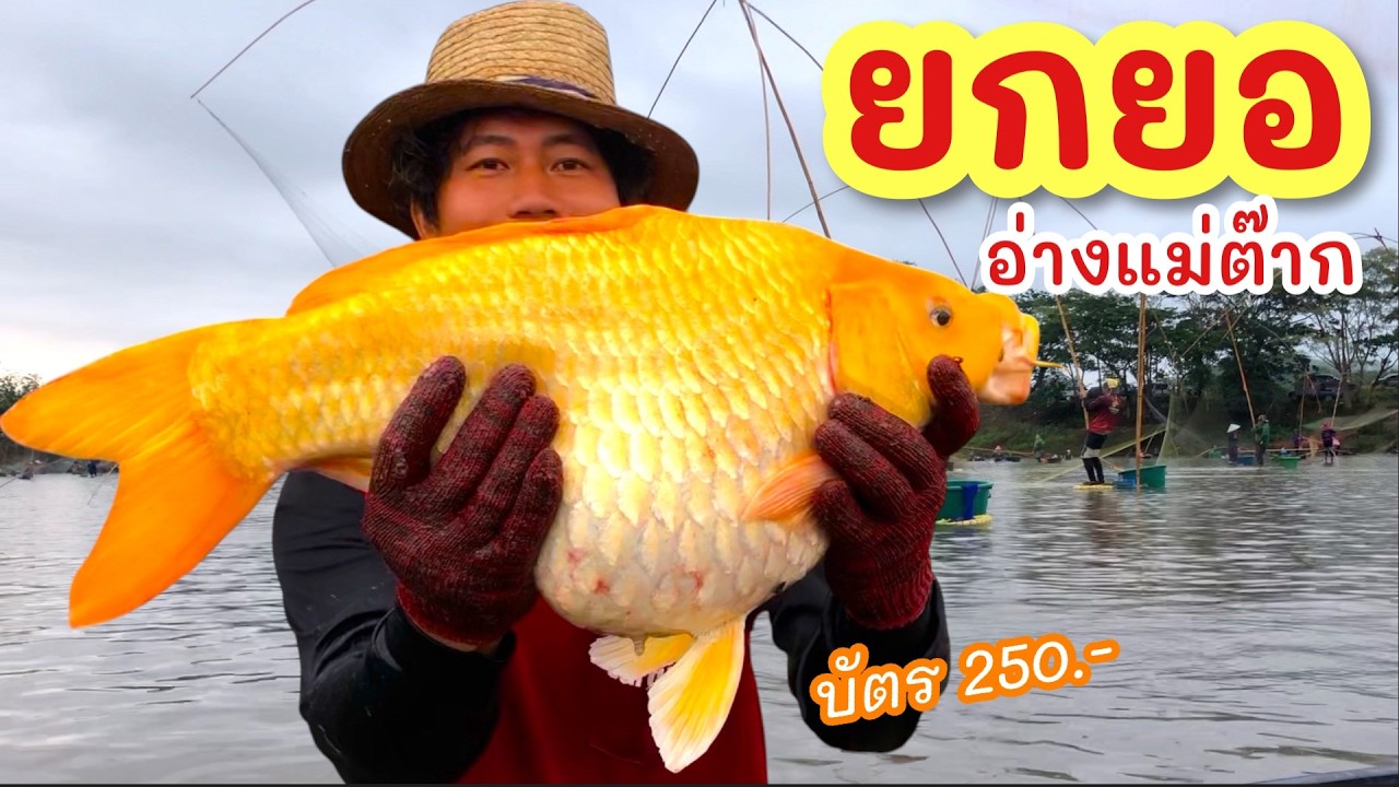 ยกยอ อ่างแม่ต๊ากน้อย ►Fishing lifestyle Ep.898