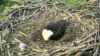 Decorah North Eagles Cam 05-24-2018 17:29:26 - 18:29:27
