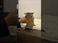 Cat Lover #cat #shorts
