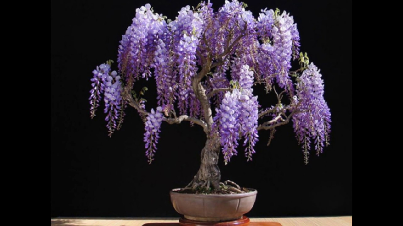 Tropical Collection Japanese Wisteria Bonsai Tree YouTube