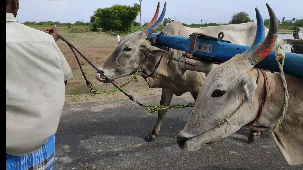 Bullock training the trial | Bullockcart racing videos | Bullock heavy performance spee racing video