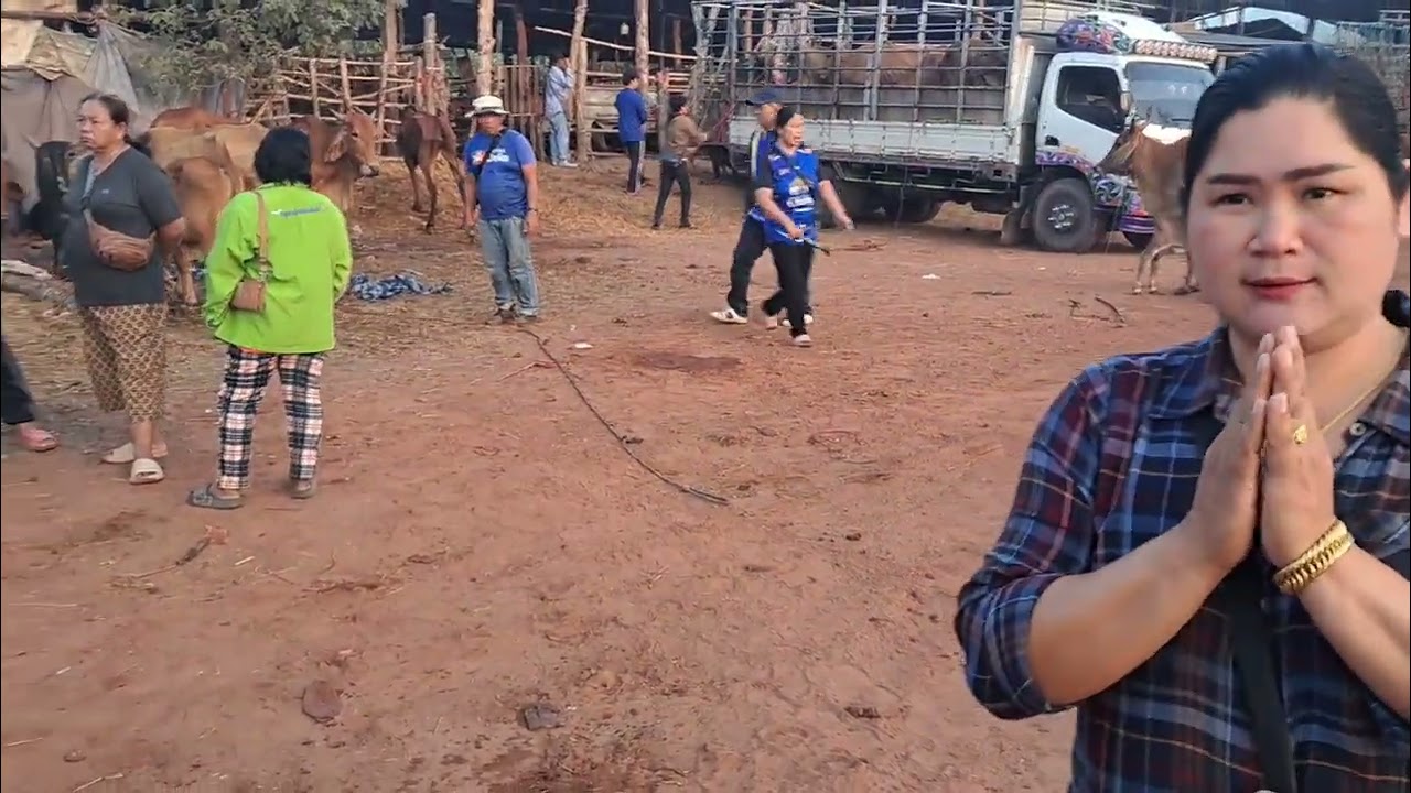 1 มี.ค.69 ราคาวัววันนี้ตลาดนัดโคกระบือบ้านเทื่อม อ.บ้านผือ จ.อุดรธานี