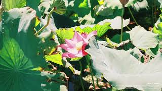Rin Ishiyama -Lotus Flower-  [Lo-fi hip-hop / Post Rock / Electro / Instrumental]