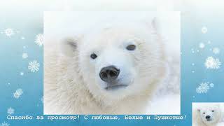 Любимое семейство белых медведей в Новосибирском зоопарке by Белые и Пушистые 4,478 views 1 year ago 7 minutes, 7 seconds