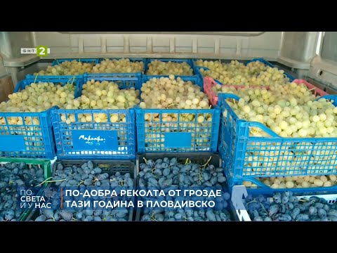 По добра реколта от грозде тази година в Пловдивско