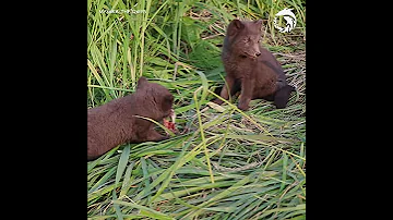 Щенки беринговских песцов