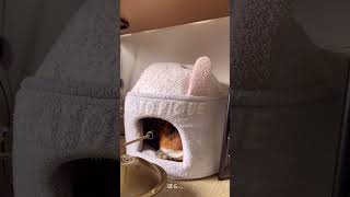 【オトニシズム】猫と楽器 その２（後編）ガンクドラム奉納演奏してみた結果… #shorts #ねこ動画 #癒し