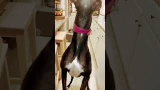 #shorts #greyhounds #dog Some tricks from my dog!