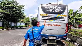 ALI KLAKSON 7202 DATANG, SUGENG RAHAYU 7003 KEBO NDANU BERANGKAT! DRIVER TIMBOL ASLI WONOSOBO