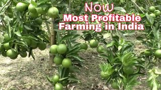 Sweet Malta Farming is Most Profitable for Indian Farmers.