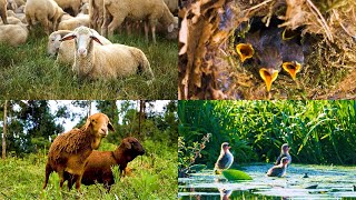 Beautiful Wild Kingdom Real Sounds &amp; Relaxing Nature | Part 16