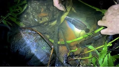 Đi săn cá lóc vây xanh mùa mưa