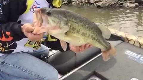 How to Use the Clip N Cull 2.0 by Cal Coast Fishing