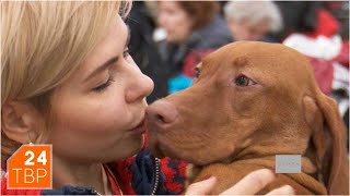 Венгерская выжла – легавая с дружелюбным характером | Элита | ТВР24 | Сергиев Посад Венгерская выжла – легавая с дружелюбным характером | Элита | ТВР24 | Сергиев Посад
