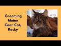 Maine Coon Cat Grooming - Belly Shave