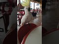 Funny Bird Has a Blast Headbanging!