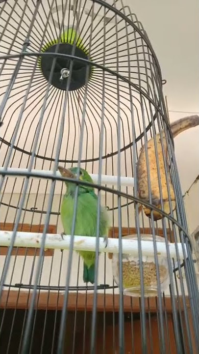 burung takur,tohtor/cangcarang
