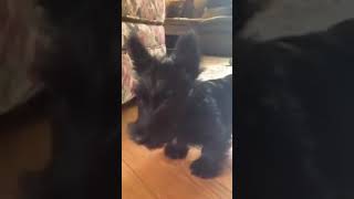 Feisty scottie puppy Roark