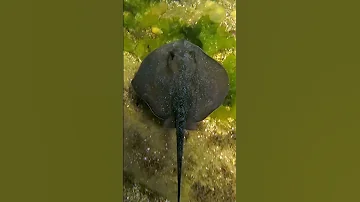Анапа. Скат в Черном море - ну разве не симпатяга😂