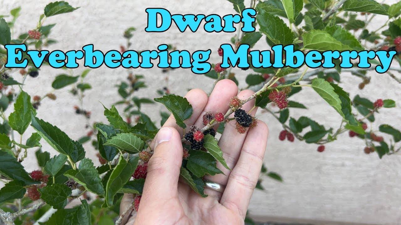 Dwarf Everbearing Mulberry - YouTube