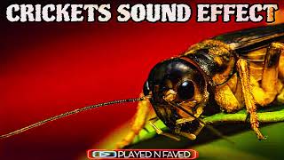 Crickets Insect Ambience Sound Effect