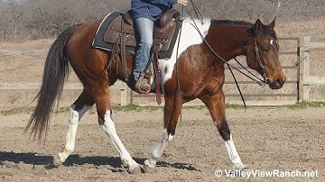 SC Docs Little Lady***For info, price, etc., go to our website***ValleyViewRanch.net