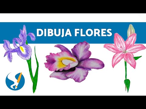 Como dibujar Flores: Domina Orquídeas, Lirios e Iris con un Toque de Estilo Único🌺✨
