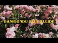Banigondu elle ellide | english translation