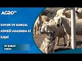 Koyun ve Kangal Köpeği Arasında ki İlişki / Anadolu Aslanları - Agro TV