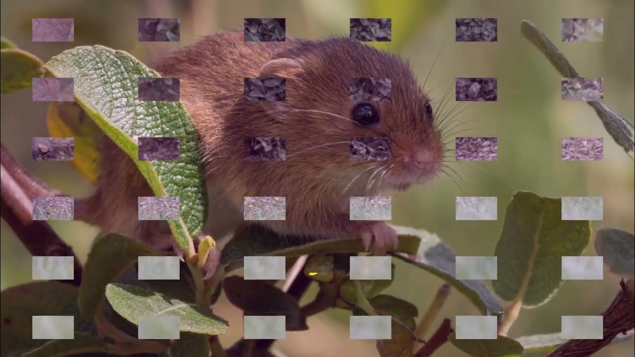 How to Get Mice Away From My Couch YouTube