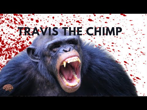 Video: Ilang taon si Travis na chimp?
