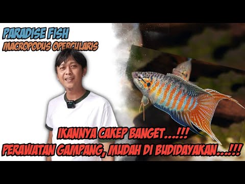 Video: Pembiakan Ikan Paradise