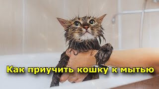 Как приучить кошку к мытью