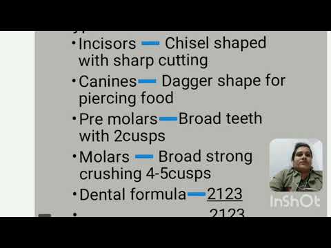 Digestive System part 2 #oral cavity# - YouTube