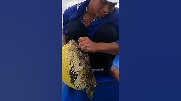 Extremely poisonous rare golden puffer fish ( giăng Lưới được cá nóc vàng cực hiếm , cực độc)